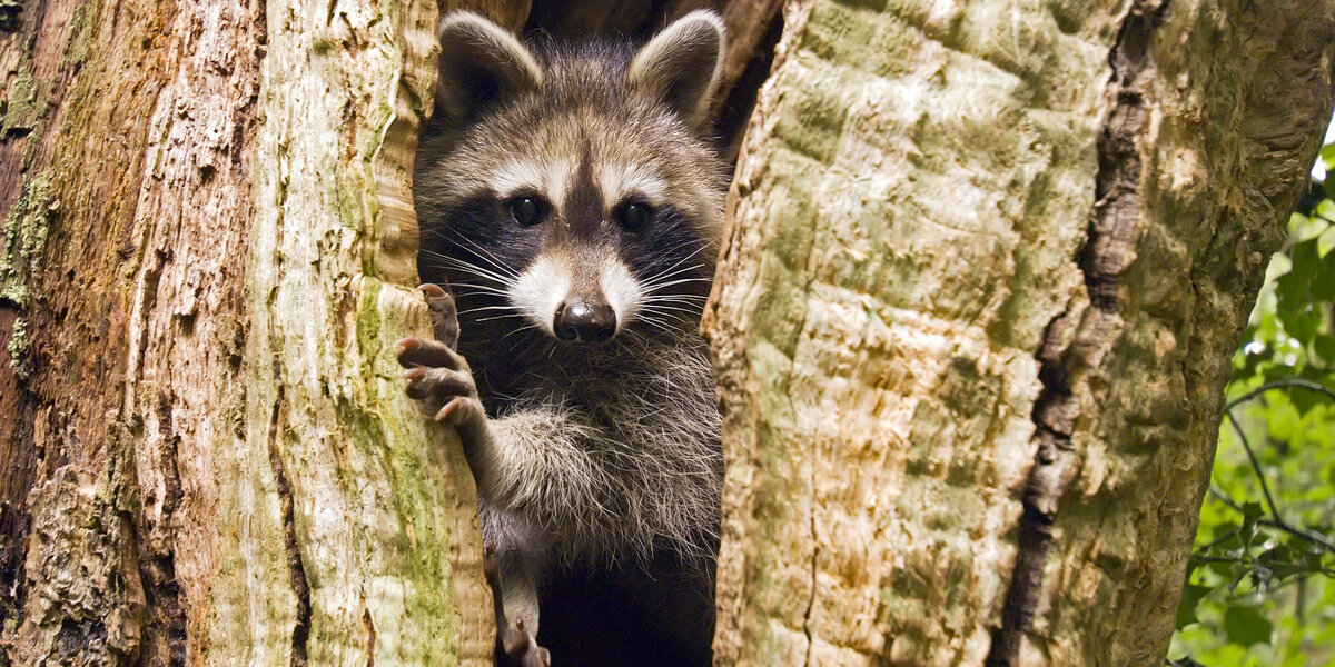 Waschbär in einem hohlen Baum. 