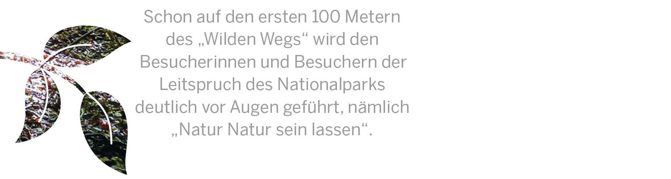 Schon auf den ersten 100 Metern des „Wilden Wegs“ wird den  Besucher­innen und Besuchern der Leitspruch des Nationalparks  deutlich vor Augen geführt, nämlich „Natur Natur sein lassen“.