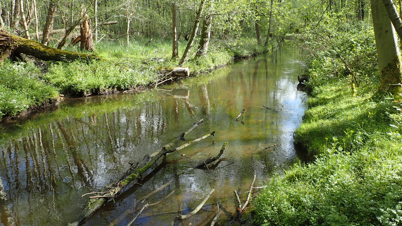 Flusslauf mit natürlichem Uferbewuchs. Foto: LANUK Fluss, Wasser