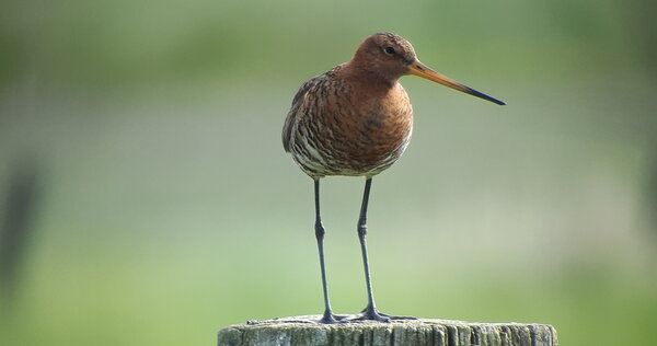 Uferschnepfe in der Hetter, Vogelschutzbericht
