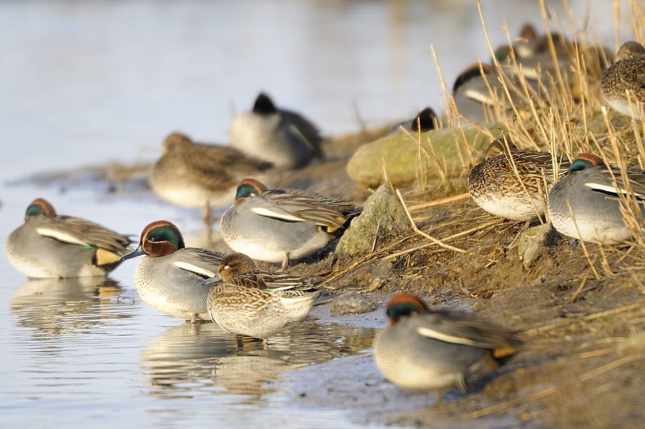 Bild:  "Krickenten an einem See"; © LANUV/P. Schütz. Der Abdruck des Fotos ist nur bei Nennung des Autors und in Verbindung mit dieser Pressemitteilung kostenfrei.