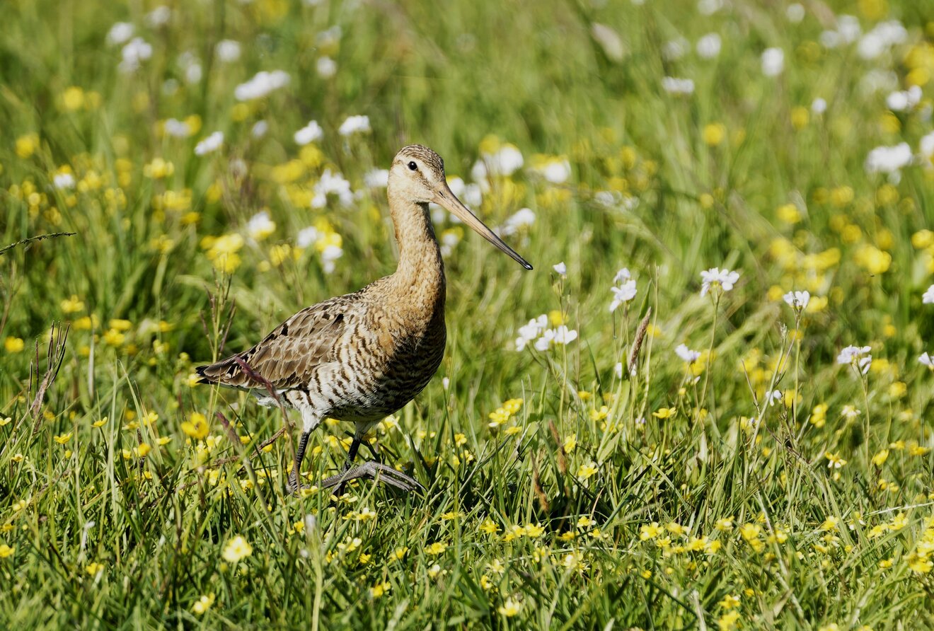 Uferschnepfe, Vogel