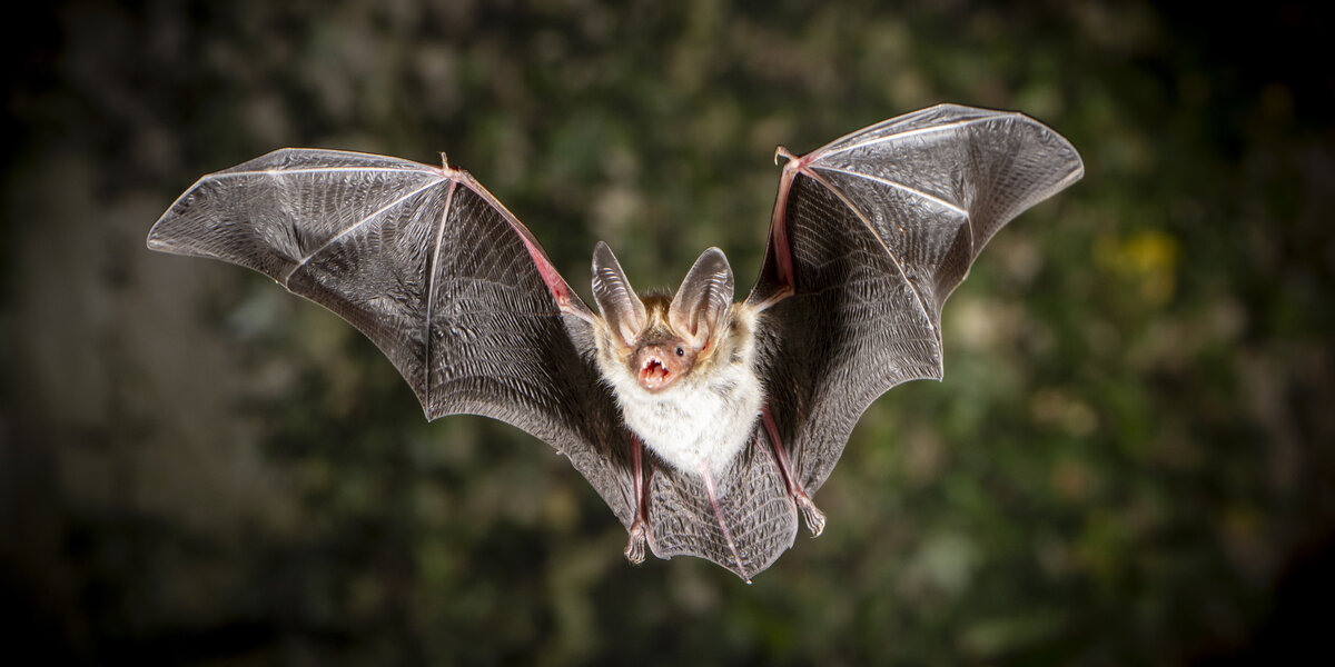 Eine Bechsteinfledermaus im Flug mit weit aufgespannten Flügeln