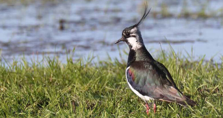 Männlicher Kiebitz in Feuchtgrünland. Foto: Stefan R. Sudmann
