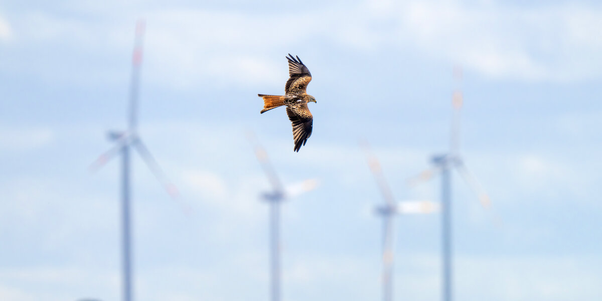 Ein fliegender Rotmilan, im Hintergrund Windrädern