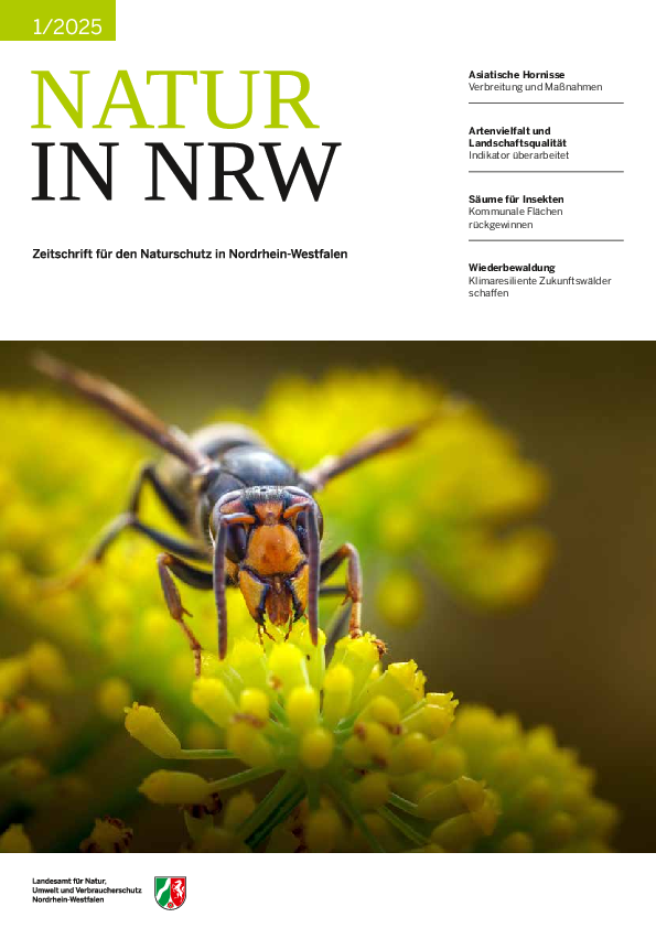 Cover Ausgabe 1/2025 mit Foto einer Asiatischen Hornisse auf einer Blüte