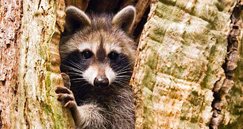 Waschbär