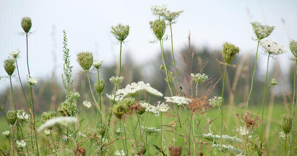 Wildblumen, Wiese
