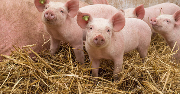 Aufzucht, Bio, Bio Haltung, Biofleisch, Bioschwein, Bioschweine, Bioschweinezucht, Ferkel, Ferkelaufzucht, Ferkelerzeugung, Sau, Schwein, Schweinehaltung, Schweinezucht, Stroh, Tierwohl, Zucht, artgerecht, artgerechte Tierhaltung, auf Stroh, Öko, Öko-Schweine, ökologisch