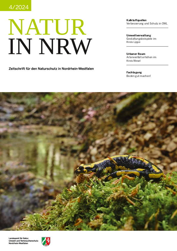 Die Titelseite der Ausgabe 4/2024 der Zeitschrift Natur ist zu sehen. Auf dem Titelfoto sitzt ein Feuersalamander auf einem Moospolster. Im Hintergrund ist Waldboden und ein Teil eines Bachoberlaufes zu sehen. 