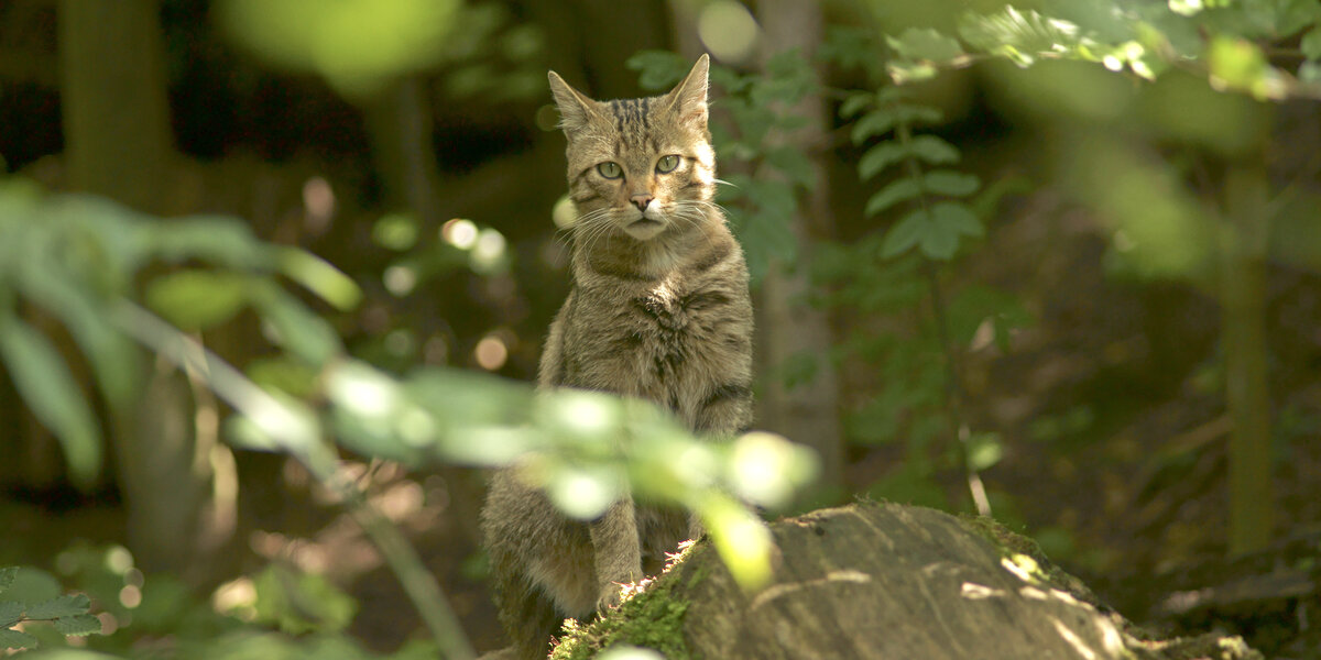 Wildkatze sitzt im Wald hinter Blättern und schaut in die Kamera.