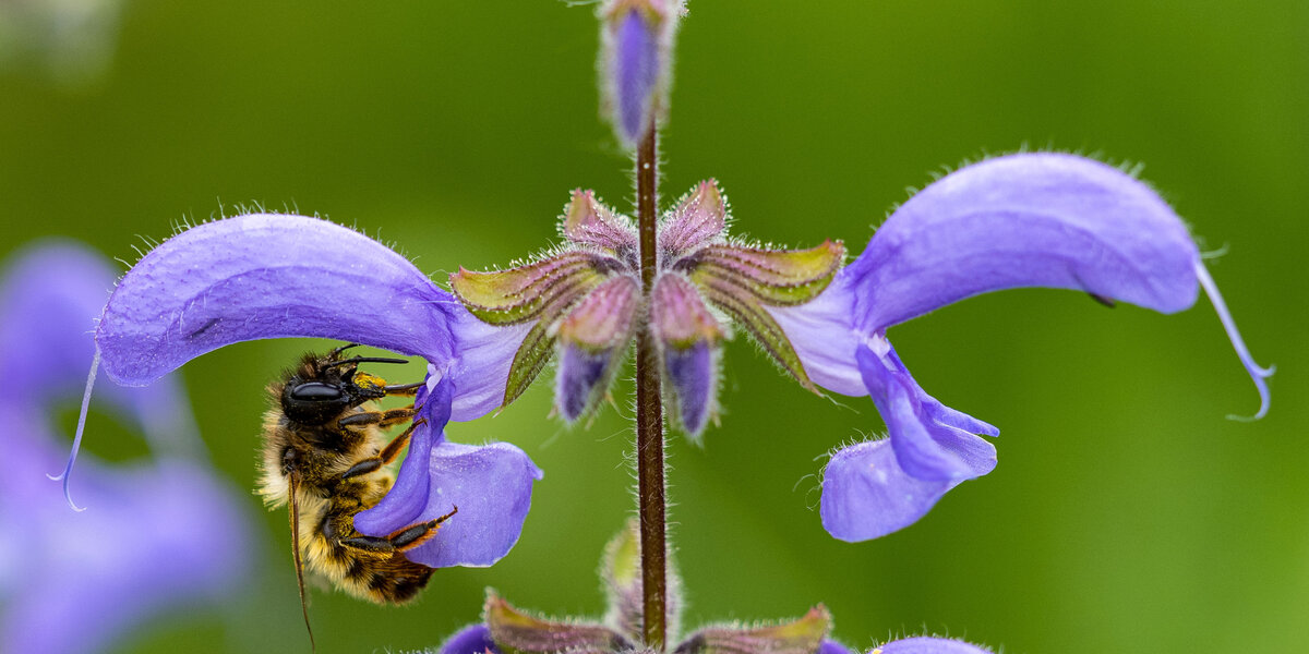 Eine Rostrote Mauerbiene an einer Salbeiblüte