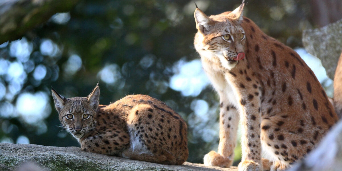 Karpatenluchsin mit Jungtier im Zoo Breslau.