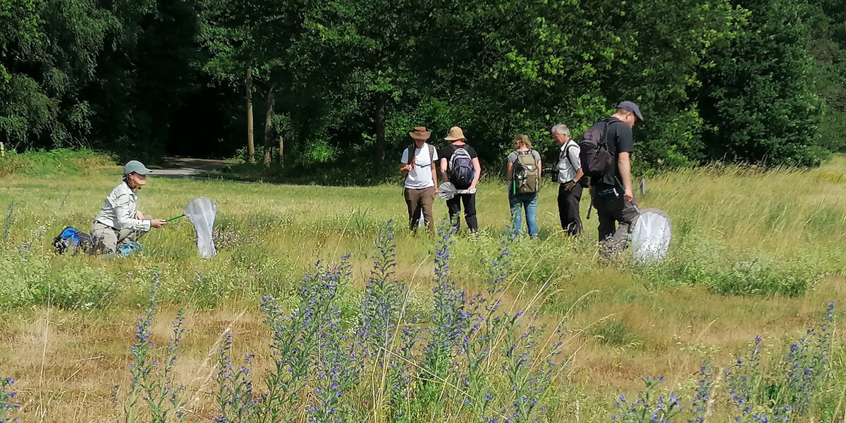 Teilnehmende eines KennArt-Kurses sind mit Kescher auf einer Wiese unterwegs
