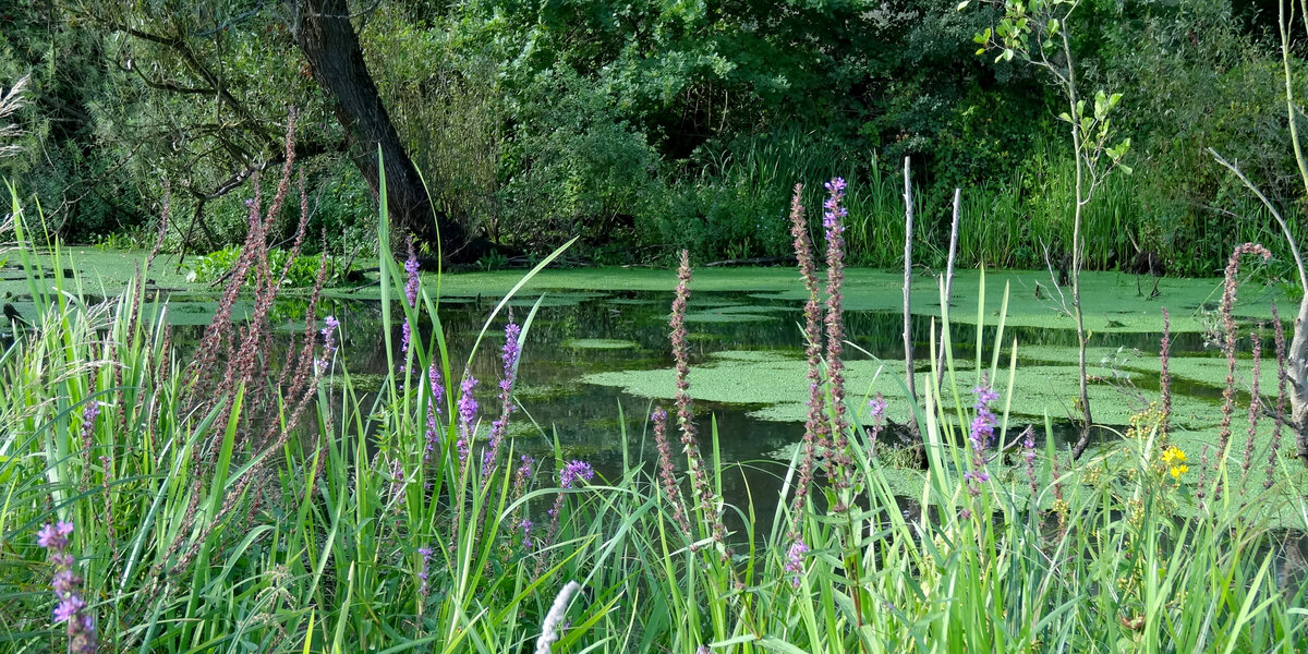 Stillwasserzone am Urdenbacher Altrhein