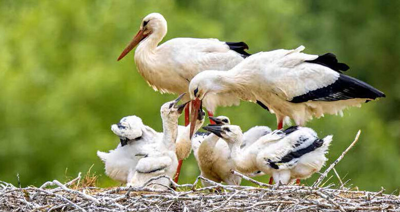 Weißstorchfamilie