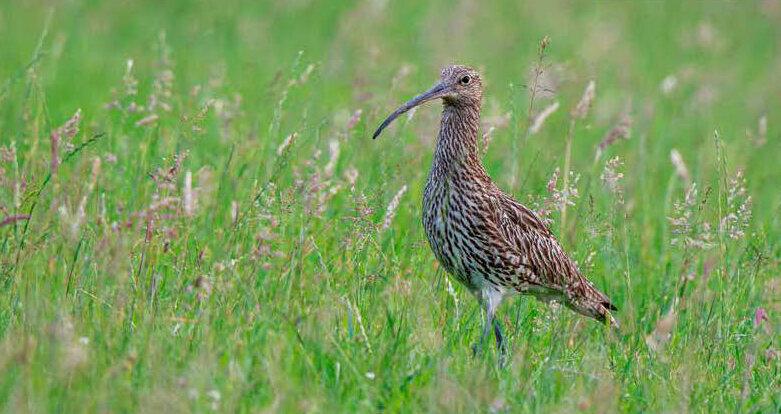 Großer Brachvogel, eine Leitart des Wiesenvogelschutzes, auf einer Naturschutzfläche