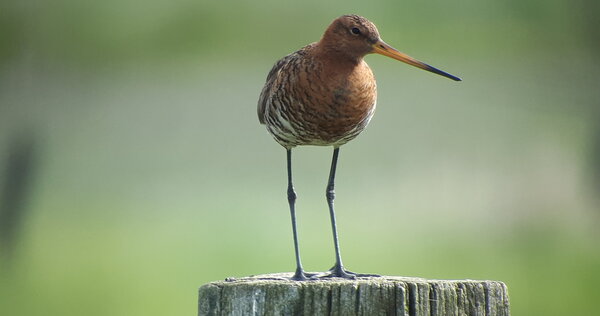 Uferschnepfe, LIFE Projekt, Vögel, Wiesenvögel