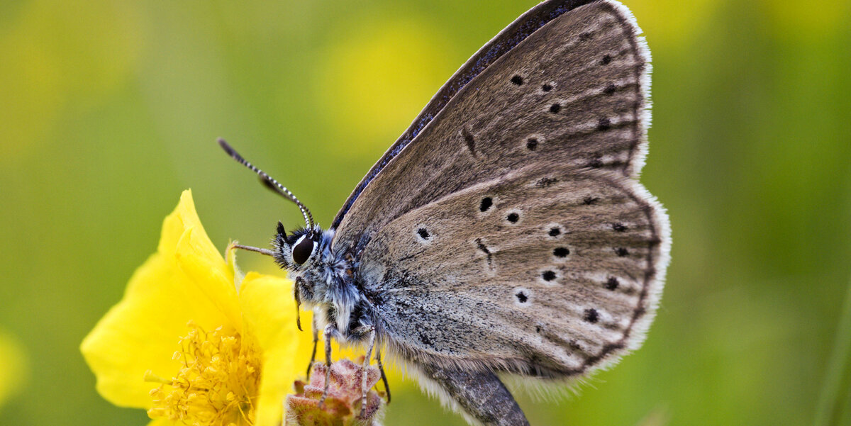 Kreuzenzian-Ameisenbläuling sitzt auf einer gelben Blüte