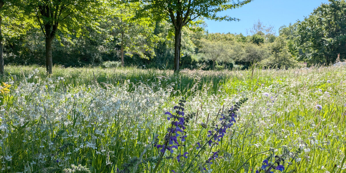 Frühsommeraspekt auf der „Aachener Wiese“, der ältesten Kölner Projektfläche