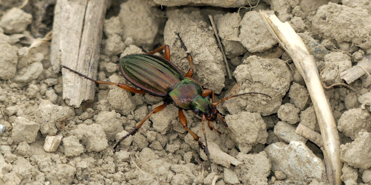 Goldlaufkäfer auf Bodenkrume