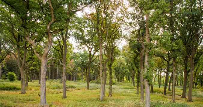 Foto: Wald und Holz NRW / Klaus Striepen