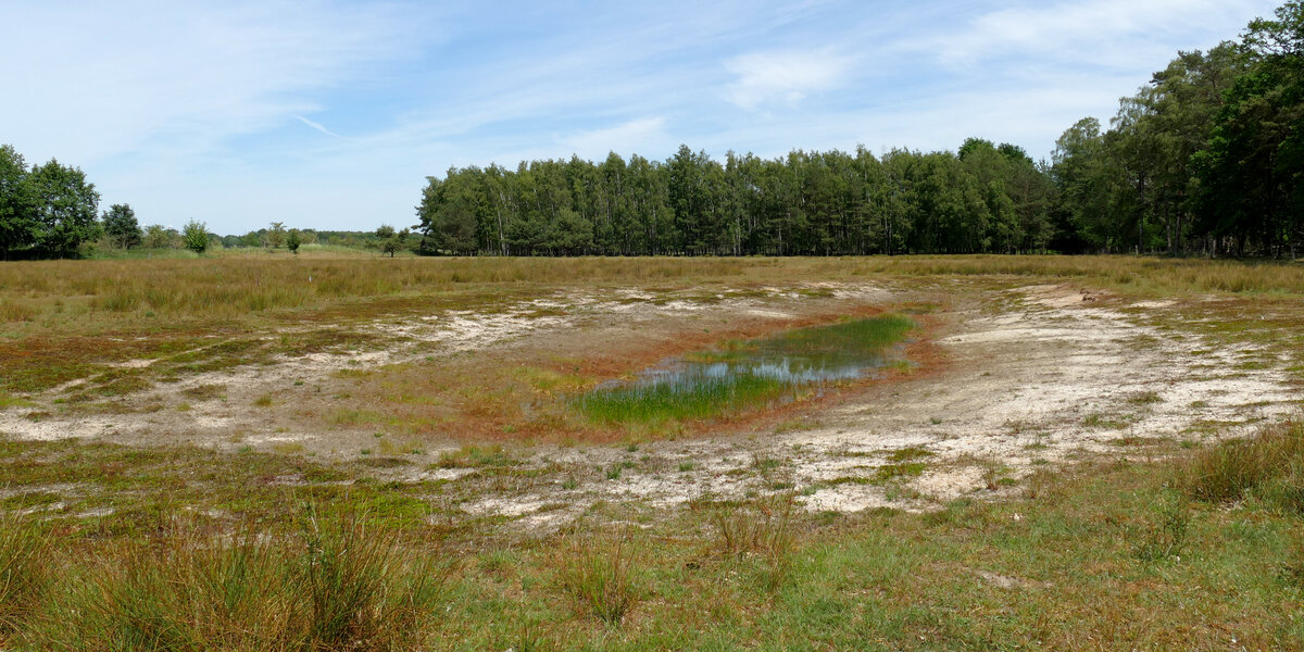 Ein Kleingewässer, dass nahezu ausgetrocknet ist. 