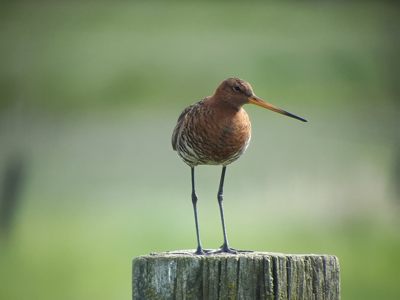 Uferschnepfe in der Hetter, Vogelschutzbericht