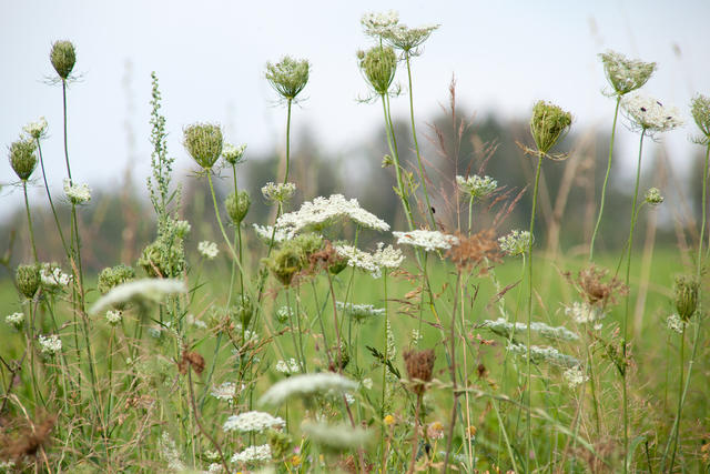 Wildblumen, Wiese