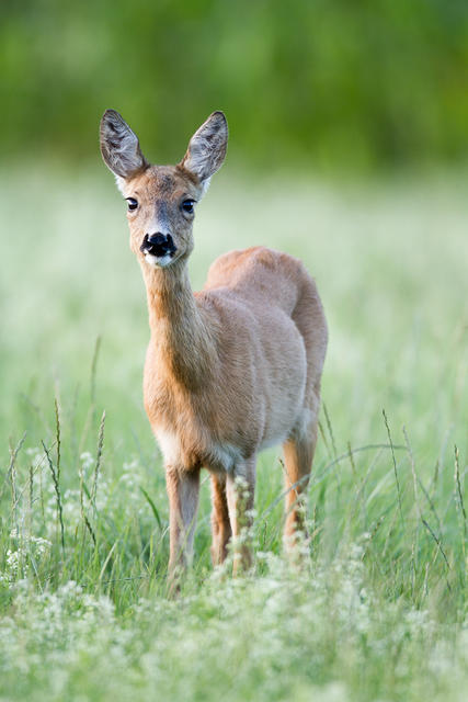 Ein Reh, Foto: Panthermedia