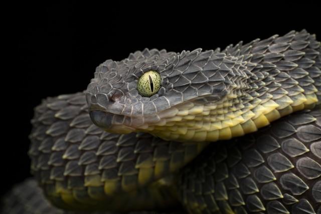 (c)AdobeStock_BushViper_Mark_Kostich