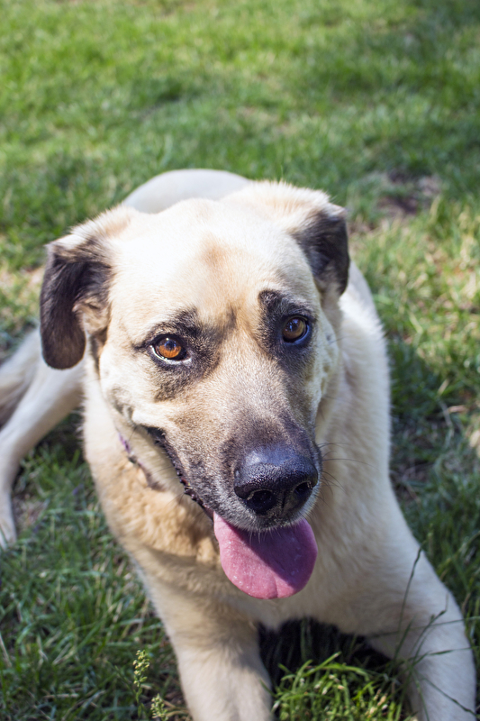 Hund, Foto: panthermedia/ MichikoDesign