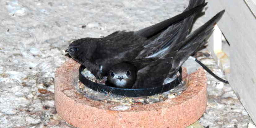 Zwei Mauersegler-Jungvögel im Nest