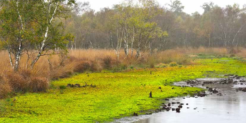 Hündfelder Moor