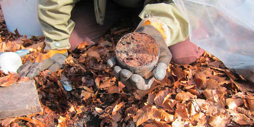 Ein Mensch kniet auf dem Waldboden und hält eine Stechzylinderprobe in der Hand