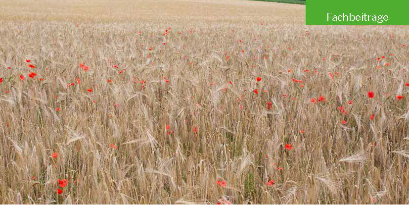 Der Schutzacker bei Marsberg kurz vor der Getreideernte mit letztem blühenden Klatschmohn