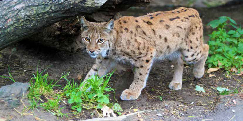 Deutlich gefleckter Karpatenluchs läuft unter einem umgefallenen Baumstamm durch