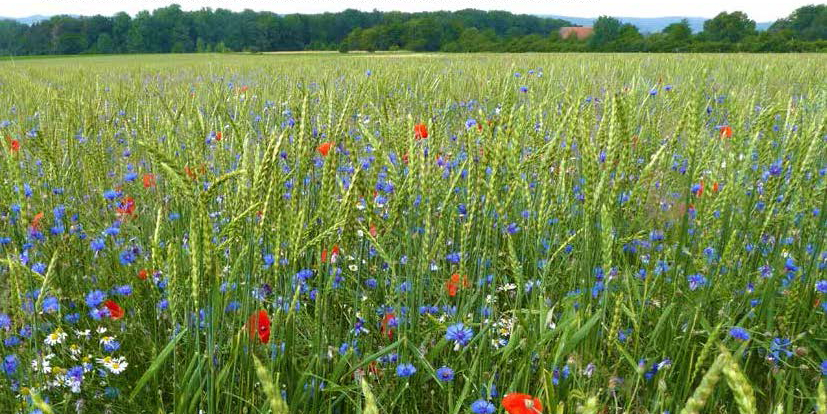 Blüten- und artenreicher Getreideacker